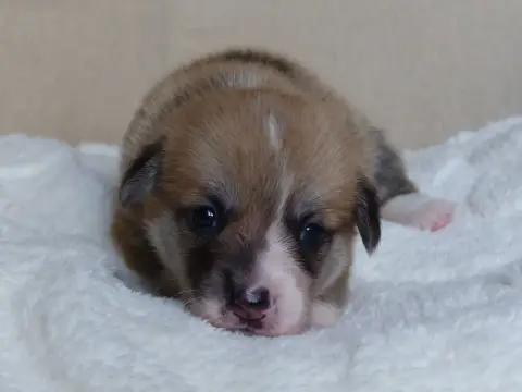 Welsh Corgi Pembroke  Madame Brume Du Domaine De Bois f18da