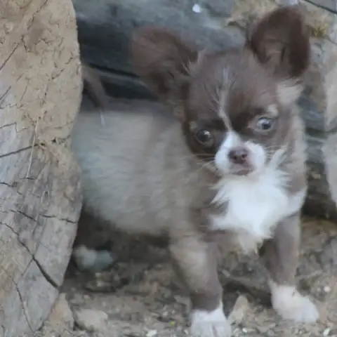 Chihuahua  Chiot 1 De L'Arche De Lolita photo 3