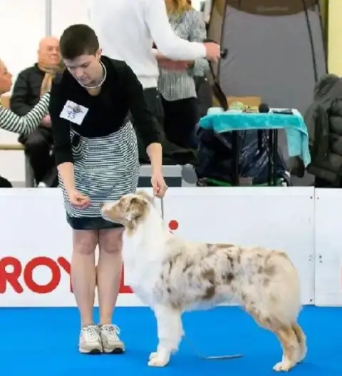 Berger Australien  Chiot N°2 Royal Fluffy photo 3