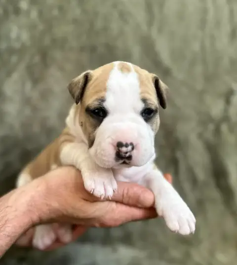 American Staffordshire Terrier  Best Man Maison Vannb 856e0