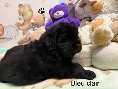 Terre-