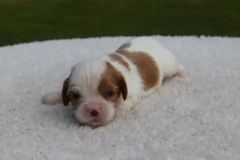 Cavalier King Charles Spaniel  B....... Du Millésime  1b723 photo 3