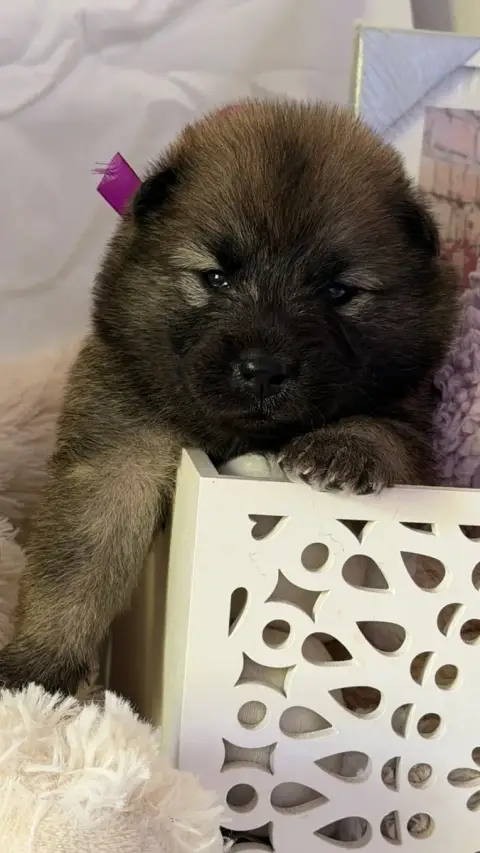 Eurasier  Chiot 1 Des Sables D'Olympe