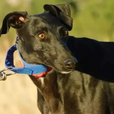 Arges 5 Ans, Une Merveilleuse Galga À Découvrir