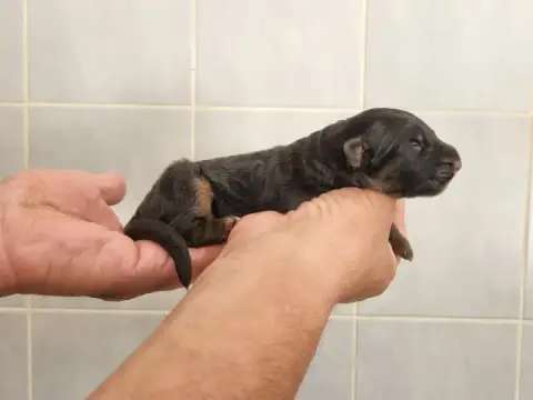 Berger Allemand Poil Long  Chiot 3 De L'Hacienda Del  b1197