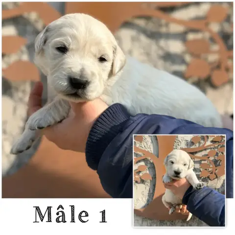Golden Retriever  Mâle 1 Des Terres De L'Avesnois