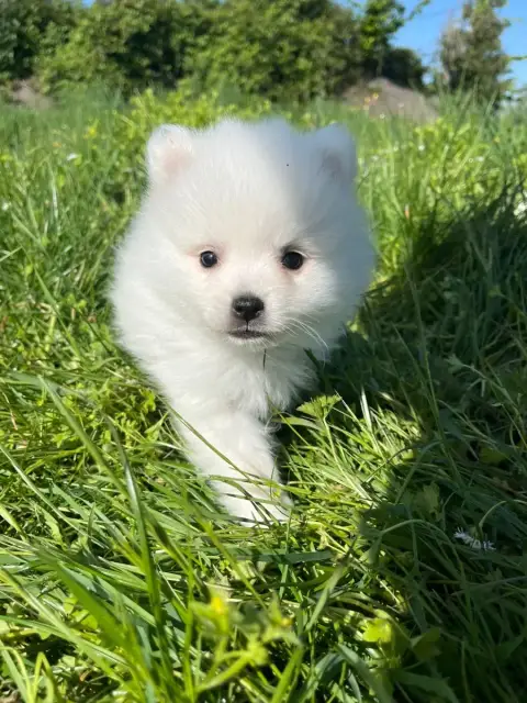 Spitz Japonais  Chiot N°4 De Jerrie Black photo 2