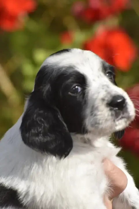 Setter Anglais  Belona Du Fief De La Garenne