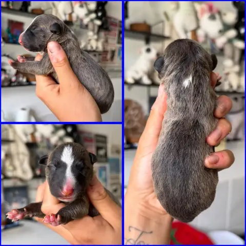 Bull Terrier Miniature  Mâle Collier Bleu Du Domaine  031fb