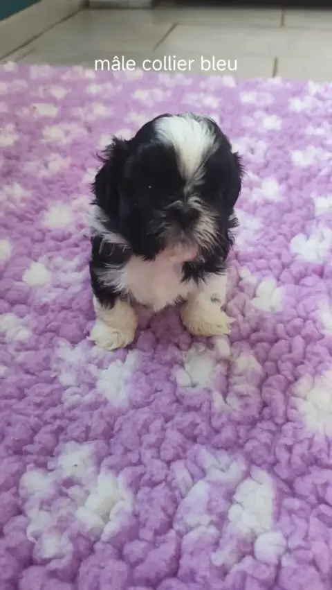 Shih Tzu  Collier Bleu Des Amours D'Arelaune photo 2
