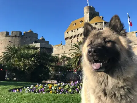 Eurasier  Monsieur 1 Des Gardiens D'Amarok photo 3