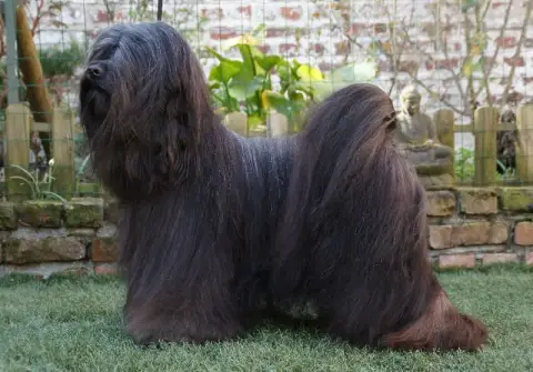 Terrier Tibetain  Bb Bleu Clair De La Tribu De Dawa 606be photo 2