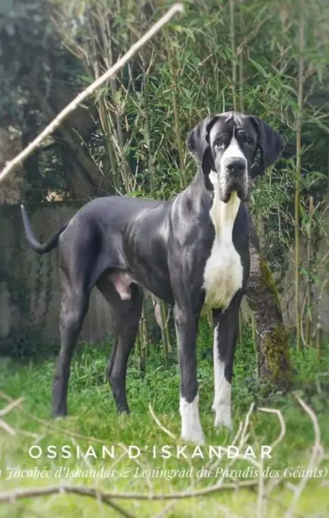 Dogue Allemand  Baccara Du Domaine Du Rupt De Mad photo 3