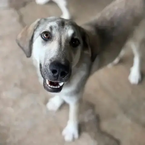 Ari