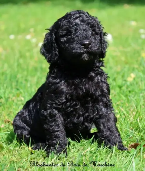Caniche  Blackwater Du Bois De Morchène