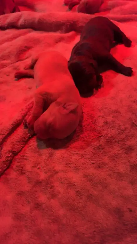 Labrador Retriever  Chiot 9 Des Roseaux Normands