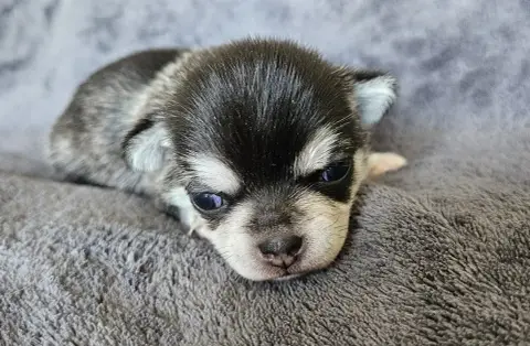 Chihuahua  Baloo De Ponflot