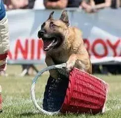 Berger Belge  Chiot 1 Du Millésime Champenois photo 2