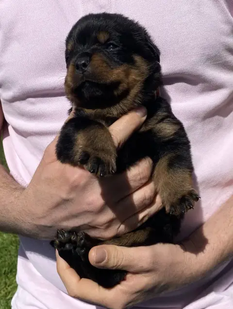 Rottweiler photo 2