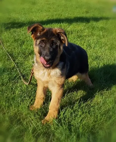 Berger Allemand  Aida Du Val De La Houée