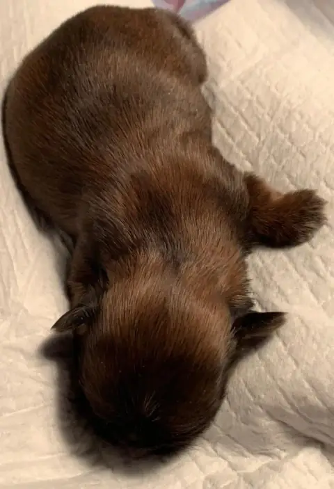Shih Tzu  Bb3 D'Imperial Khan- photo 3