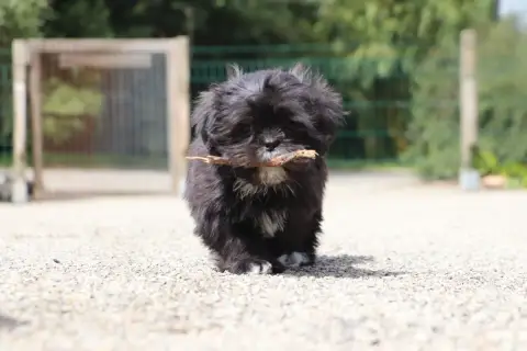 Lhassa Apso  Bohème Der Lenn