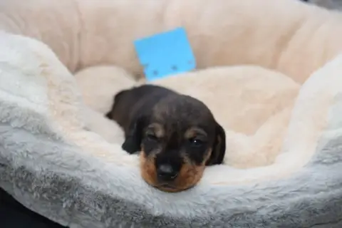 Teckel Poil Dur  Chiot N°1 Du Domaine Du Brame
