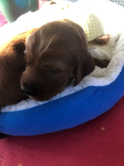 Setter Irlandais Rouge 
                        Chiot 09999 photo 2