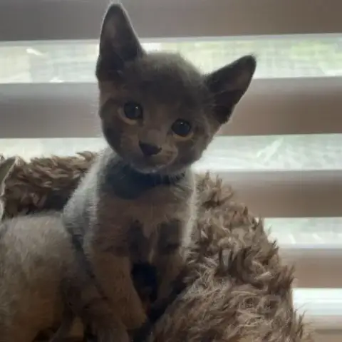 Chatons Bleu Russe