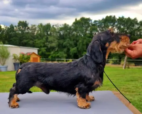 Teckel Poil Dur  Collier Orange De La Cascade D'Orion 76ac7 photo 3