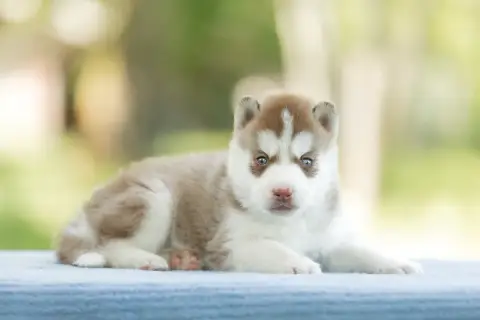 Siberian Husky  Chiot 2 Zorsky