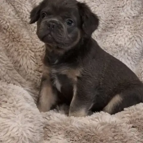 Bébés Type Bouledogue Français Fluffy Pl