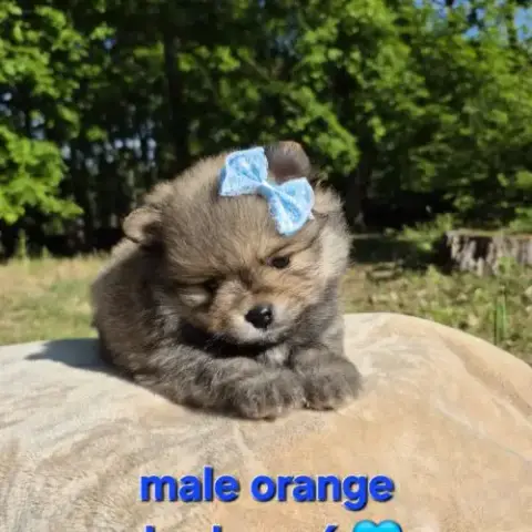 Véritables Chiots Spitz Nain Poméranien Lof