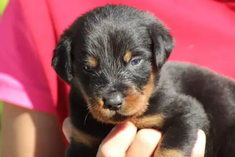 Berger De Beauce  Chiot 2 De Genevayse photo 3