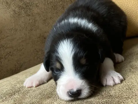 Berger Australien 
                        Chiot N°8  e4f24