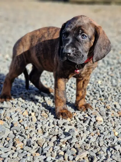 Chien De Rouge De Hanovre  Chiot N°3 De La Dent Rouge f28d6 photo 2