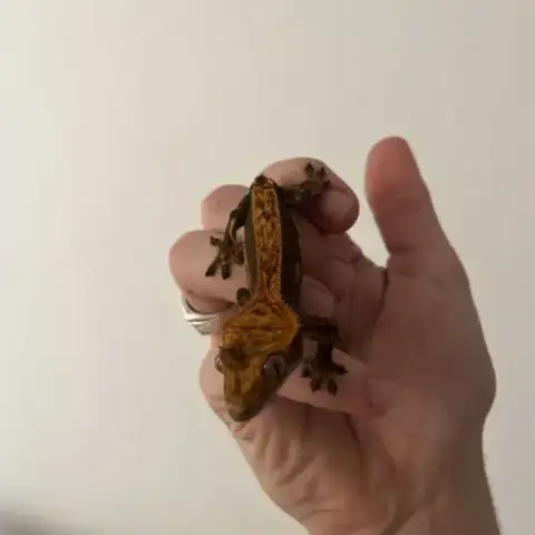 Gecko À Crête Harlequin