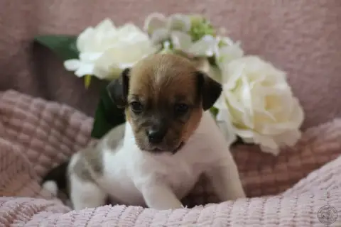 Jack Russell Terrier  Bb4- photo 2