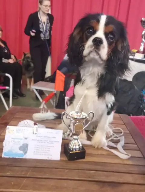 Cavalier King Charles Spaniel  Chiot N°3 photo 2