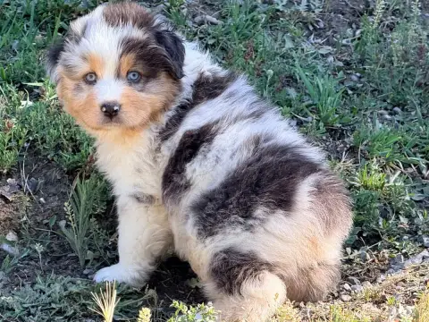 Berger Australien  Chiot N°1 Du Château De L'Amour photo 2