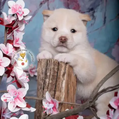 Mameshiba Chiot Shiba Inu Toy