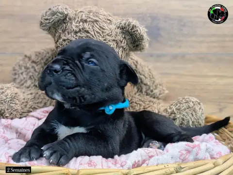Cane Corso  Collier Bleu Ciel De La Treizieme Legion 06015