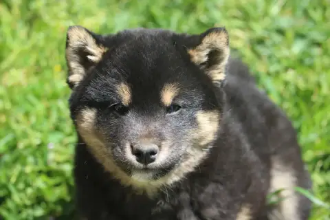 Shiba  Boy De Trotapel