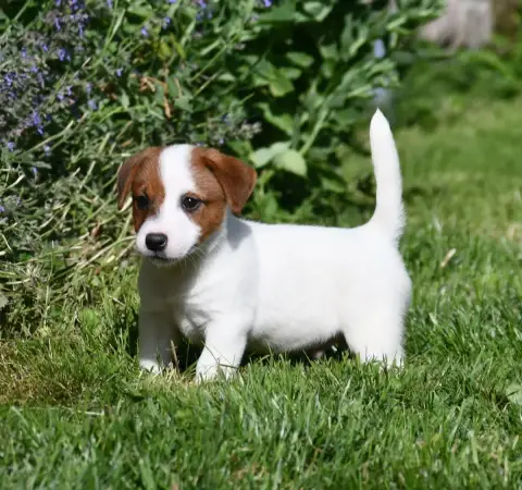 Jack Russell Terrier