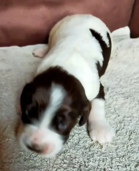 Epagneul Français  Chiot N°3 Des Terres Du Doux Lieu 06a78