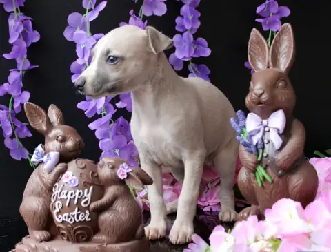 Whippet  Belle Legende Des Filles D'Eole photo 2