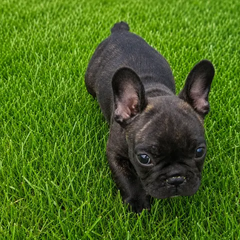 Bouledogue Français  Belle Lilybelle Du Monde De Cali a5a5e photo 3