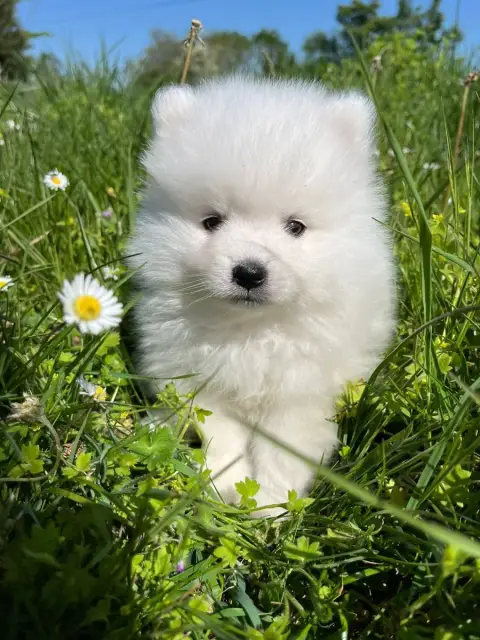 Spitz Japonais  Chiot N°1 De Jerrie Black photo 2