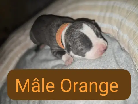 American Staffordshire Terrier  B... Du Royaume De Tc bbdf3