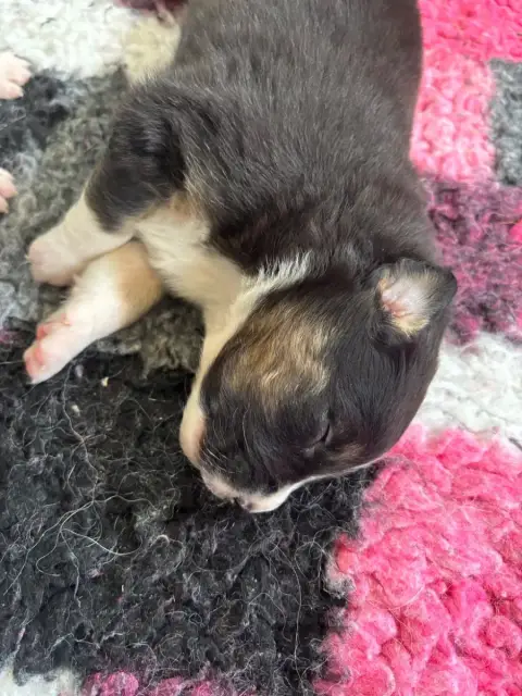 Berger Australien  Chiot N°4 Du Domaine Des Robes Sac 11ec3
